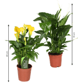 Calla of Spathiphyllum